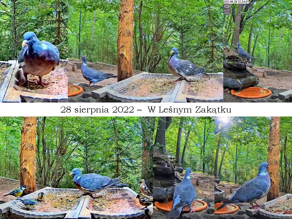 livebirdspoland_e93075b46a4d257e12b76903c512e21a.jpg