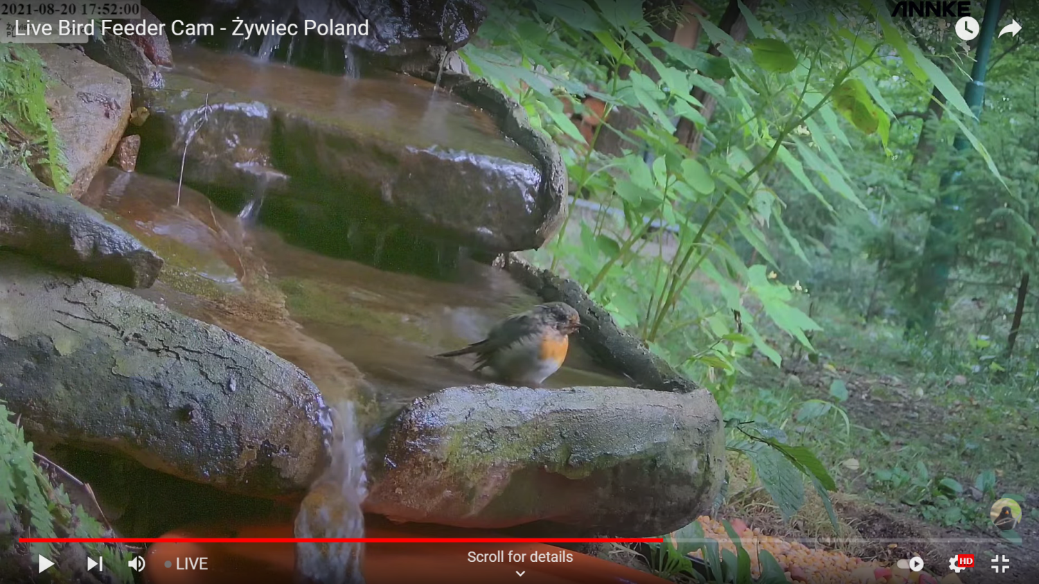 livebirdspoland_4e9278e4fb25f1b7623db7d4b91924f7.png