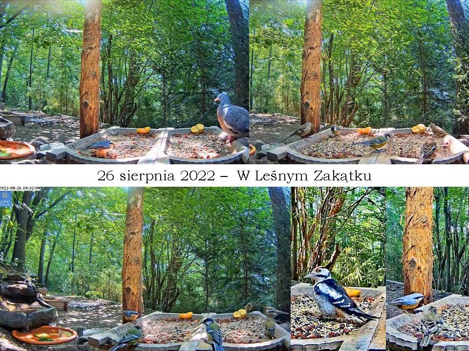 livebirdspoland_100be143e0c24642d3448f6a05991665.jpg