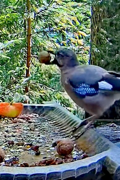 livebirdspoland_c7043229495ba9c847f21b98c2d98438.jpg