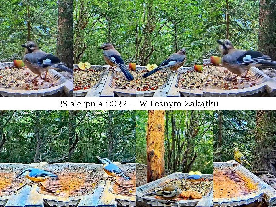 livebirdspoland_77055ef31be1a11f48dd55b131f85f0b.jpg