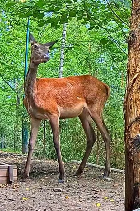 livebirdspoland_4b7998eacbf06b16f5f122019021c98c.jpg
