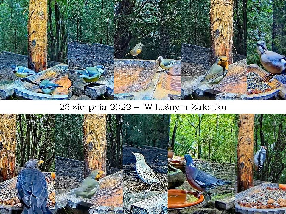 livebirdspoland_0b588067bd4c22f0f75cee69756ac5d4.jpg