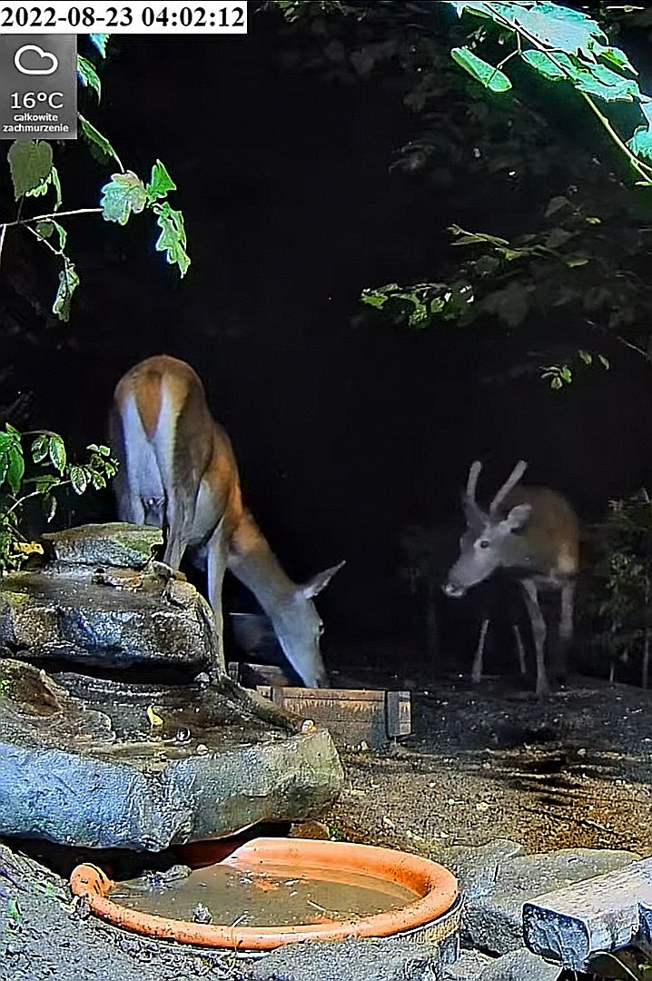livebirdspoland_f47740db1020510ae989541eaf2f23ad.jpg