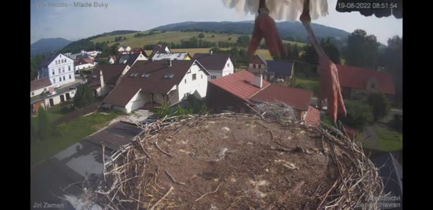 livebirdspoland_f492c59752dfdc900ac84b383d4e8be9.jpg