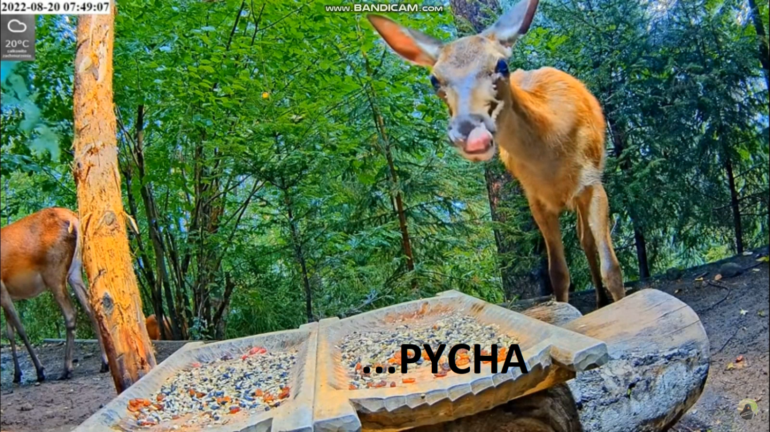 livebirdspoland_3ae2d110d3b03d7ee6c605fff044254d.png