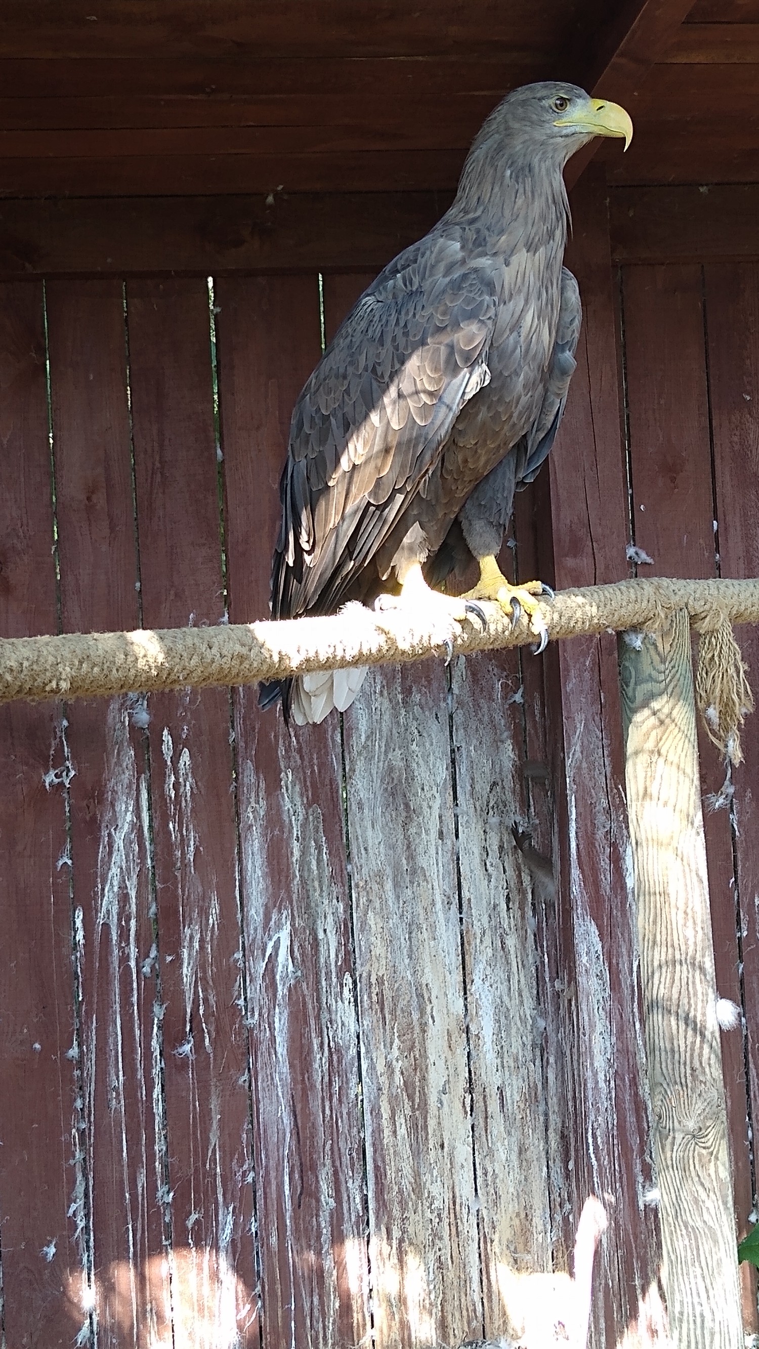 livebirdspoland_44456304951e7afb2d30b7635fcb1b13.jpg