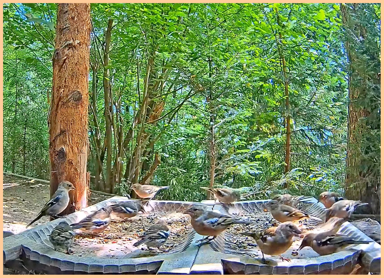 livebirdspoland_b0e37291391f31ed2fe3a9b5753d9d56.jpg