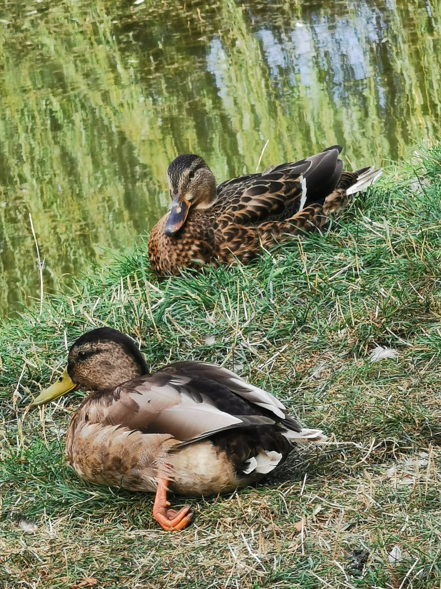 livebirdspoland_5cd1e108684d3716150c344a236bec43.jpg