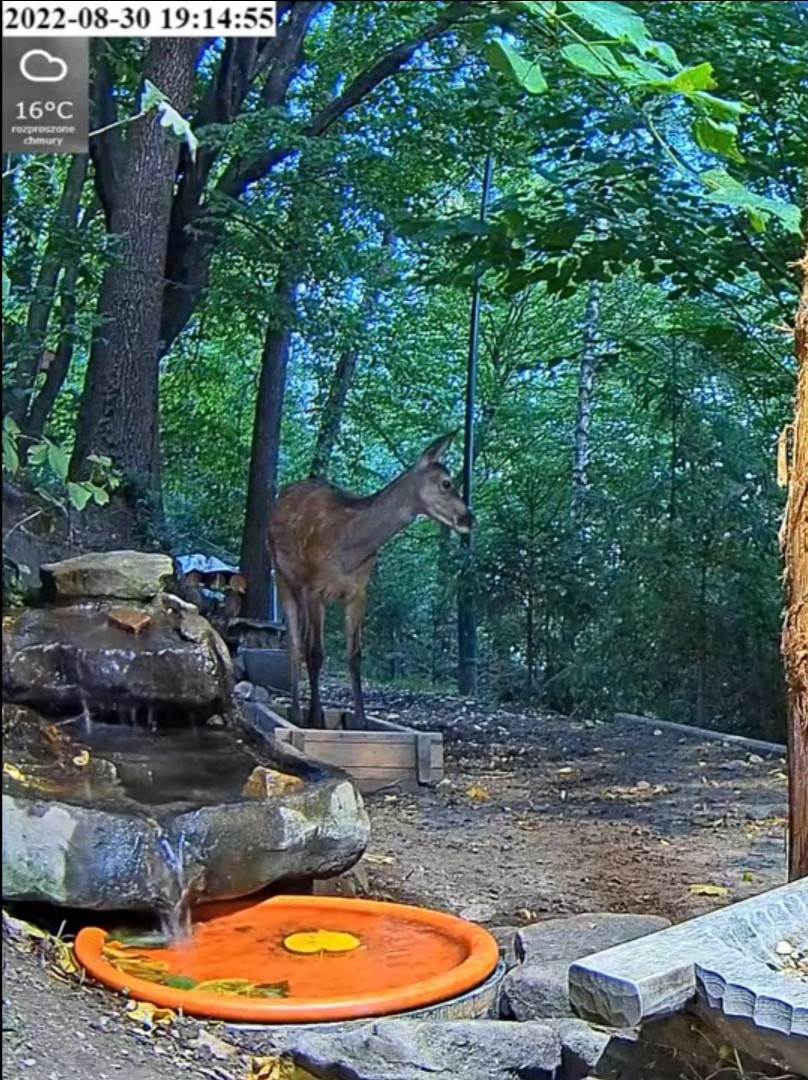 livebirdspoland_7f0e695b679798f209c681821cf0fdf9.jpg