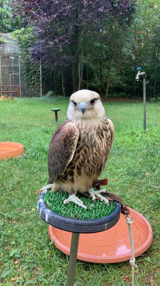 livebirdspoland_e8721e23fad47323f981410fca0d3090.png