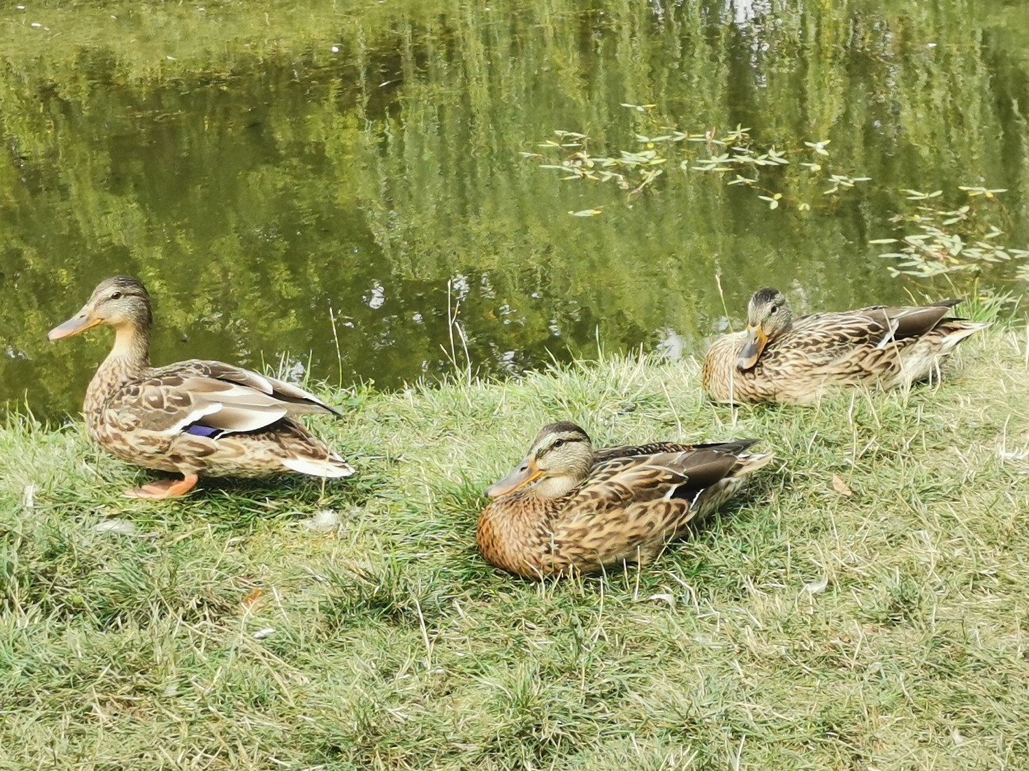 livebirdspoland_9bc39ae5253a804628268c967f35d66e.jpg