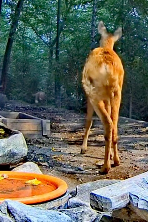 livebirdspoland_f04bf844f0c857556e3f5b0c5ebff37c.jpg