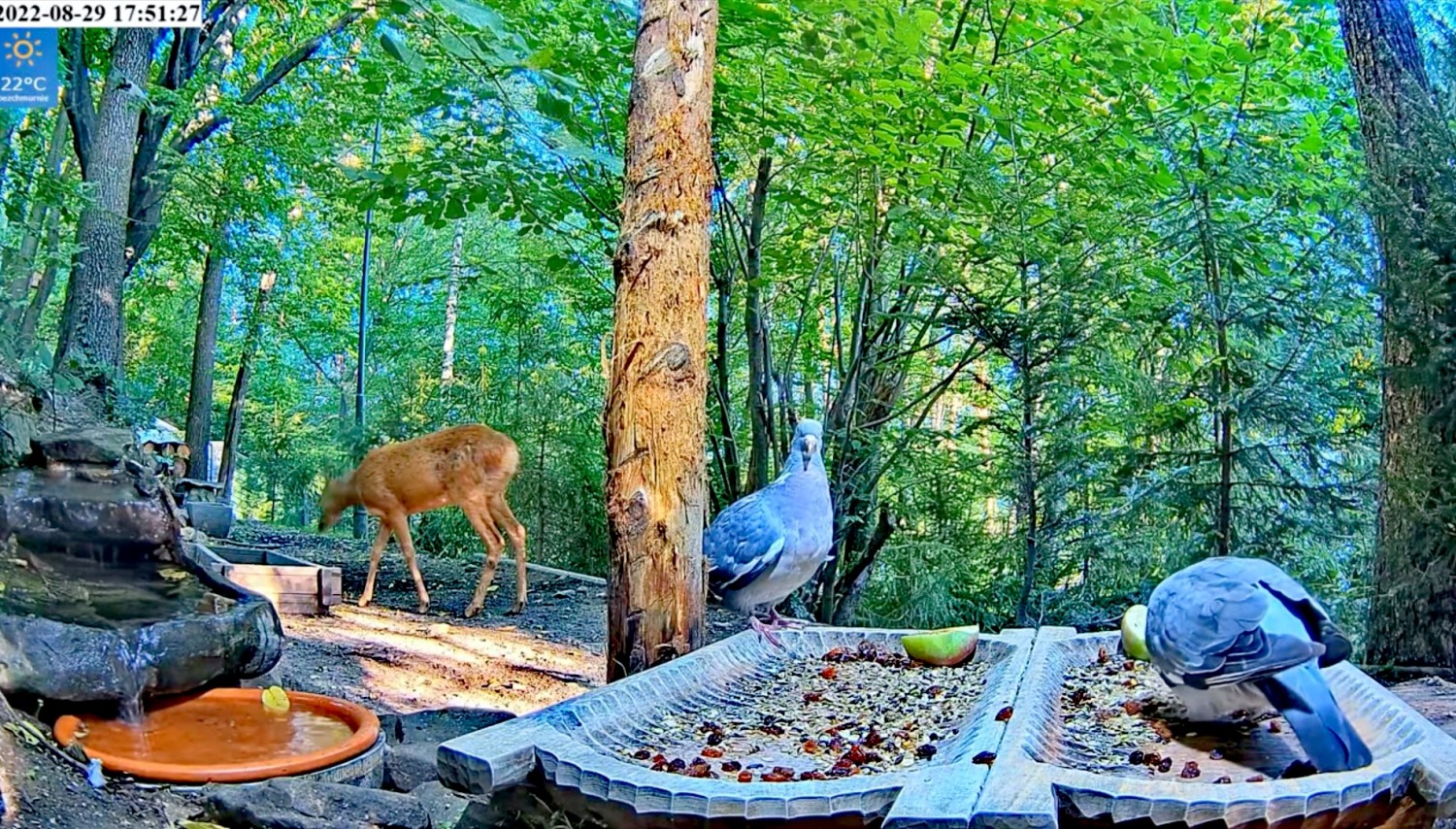 livebirdspoland_b41b5ce51fe152f6c28b1169f5010cef.jpg