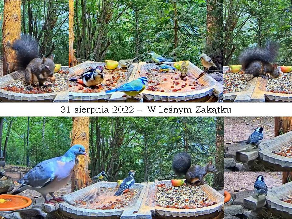 livebirdspoland_b2d73de5037bd3024ad62cf19f38ba75.jpg