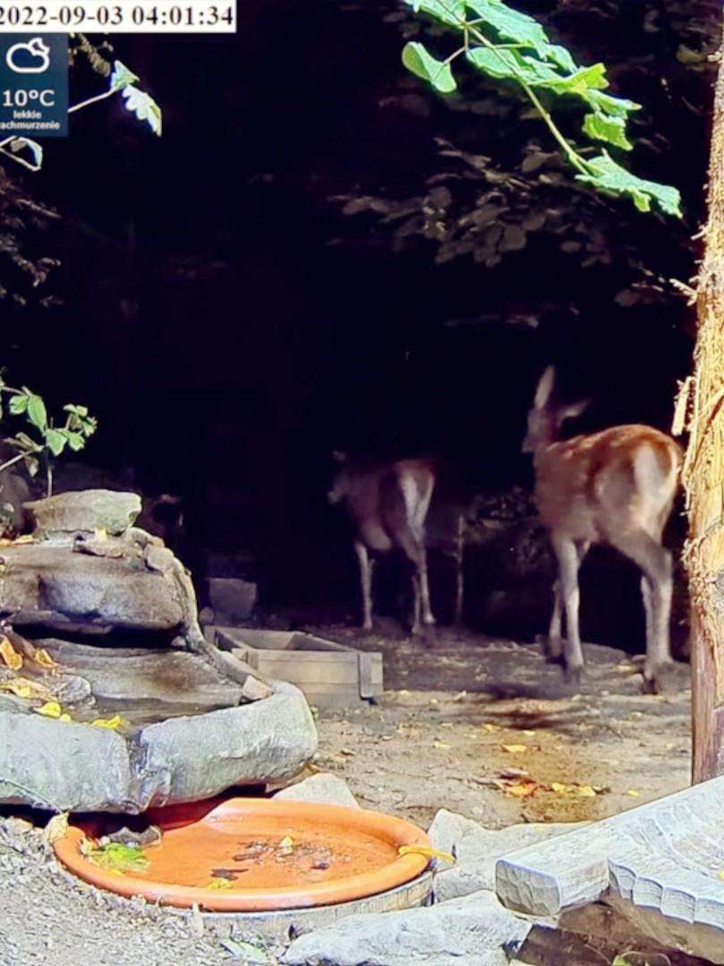 livebirdspoland_0eef0ac134f858bfdd63c95e9f567910.jpg