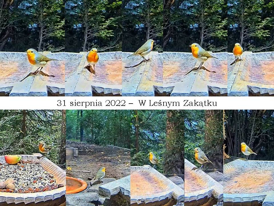livebirdspoland_6643cc02c4e330e2829bece72176e18a.jpg