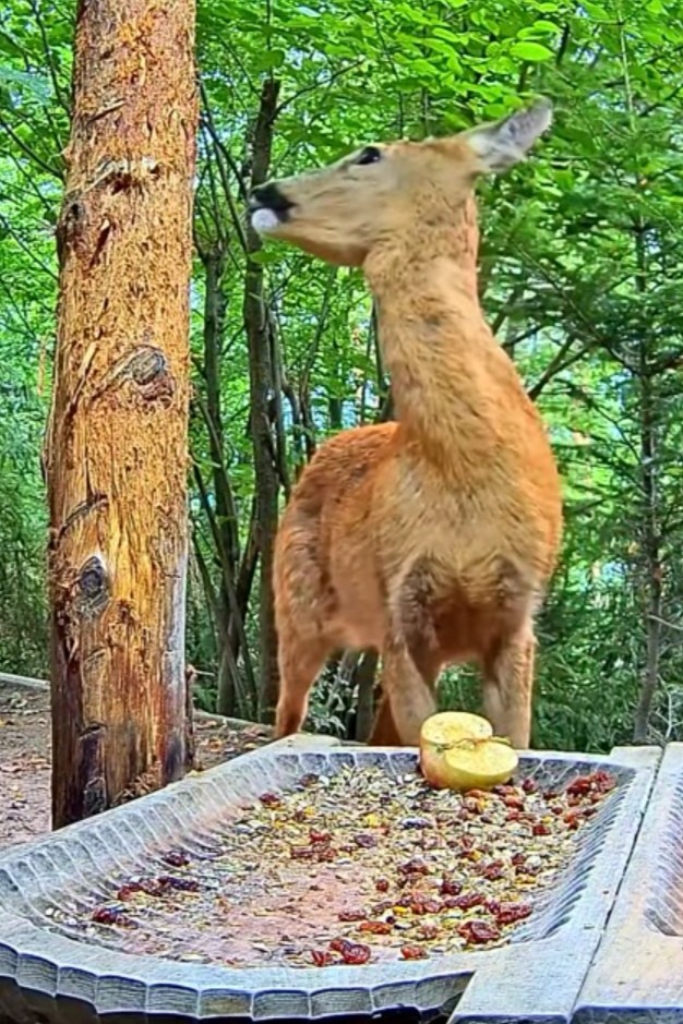 livebirdspoland_d04eef960f8a0ba8f0c937d37b3a42f2.jpg