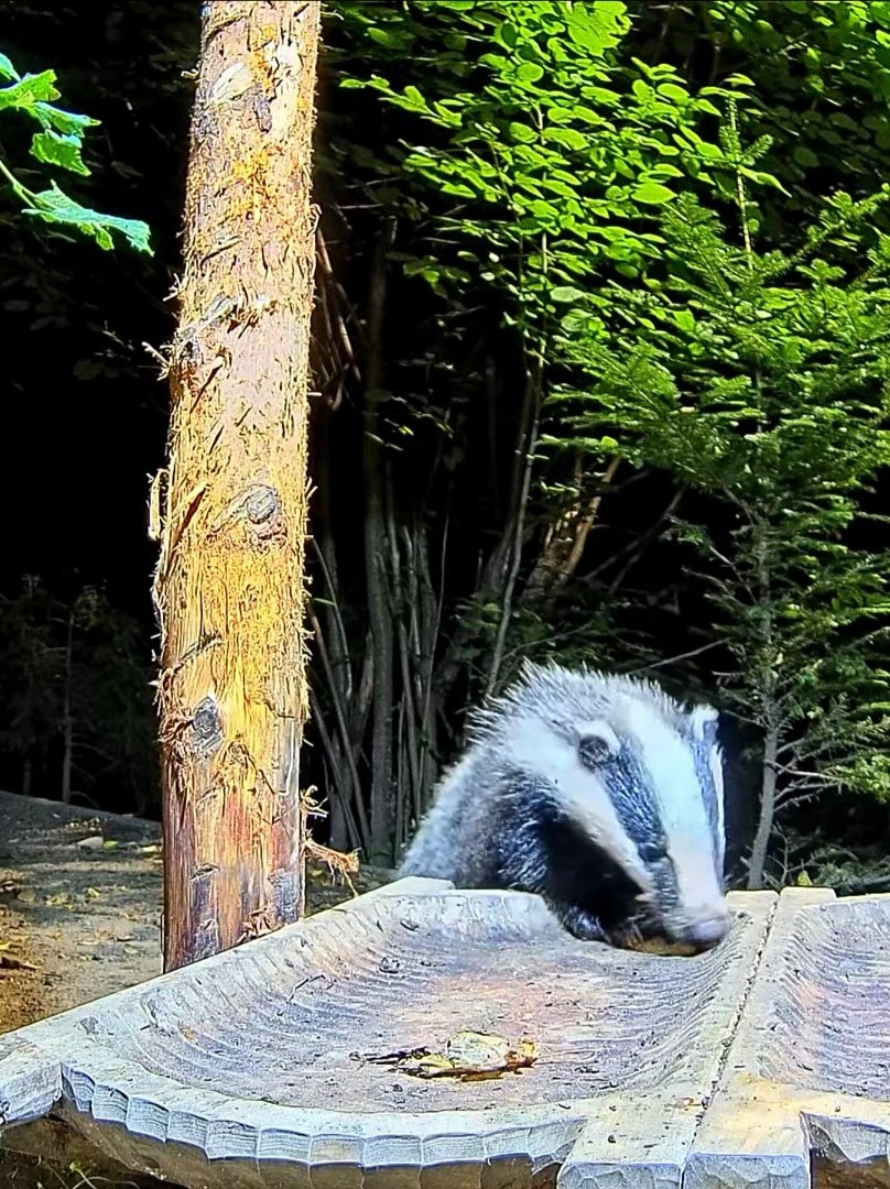 livebirdspoland_605e541faaf8be78753bd3eb56f9473b.jpg