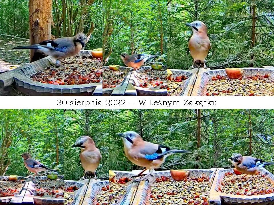 livebirdspoland_aa9f24e5f860bd669a9dff0c5bc4d9a5.jpg