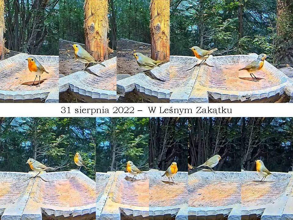 livebirdspoland_ddccee6760c8b05da26e5125265c7930.jpg