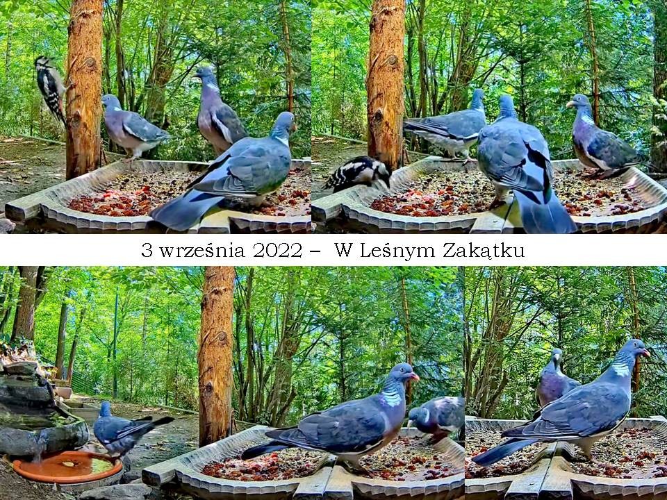 livebirdspoland_81a1a8b169043ecbb555375d4ff2a92e.jpg