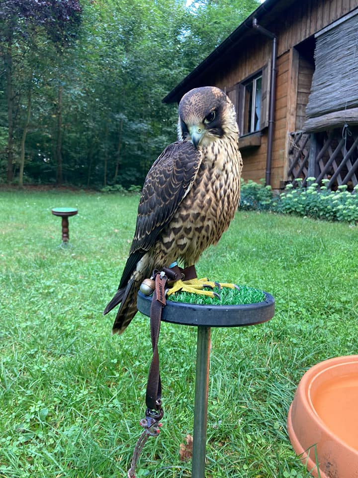 livebirdspoland_9bdf00143eae2ce082d16430cbf3da17.png