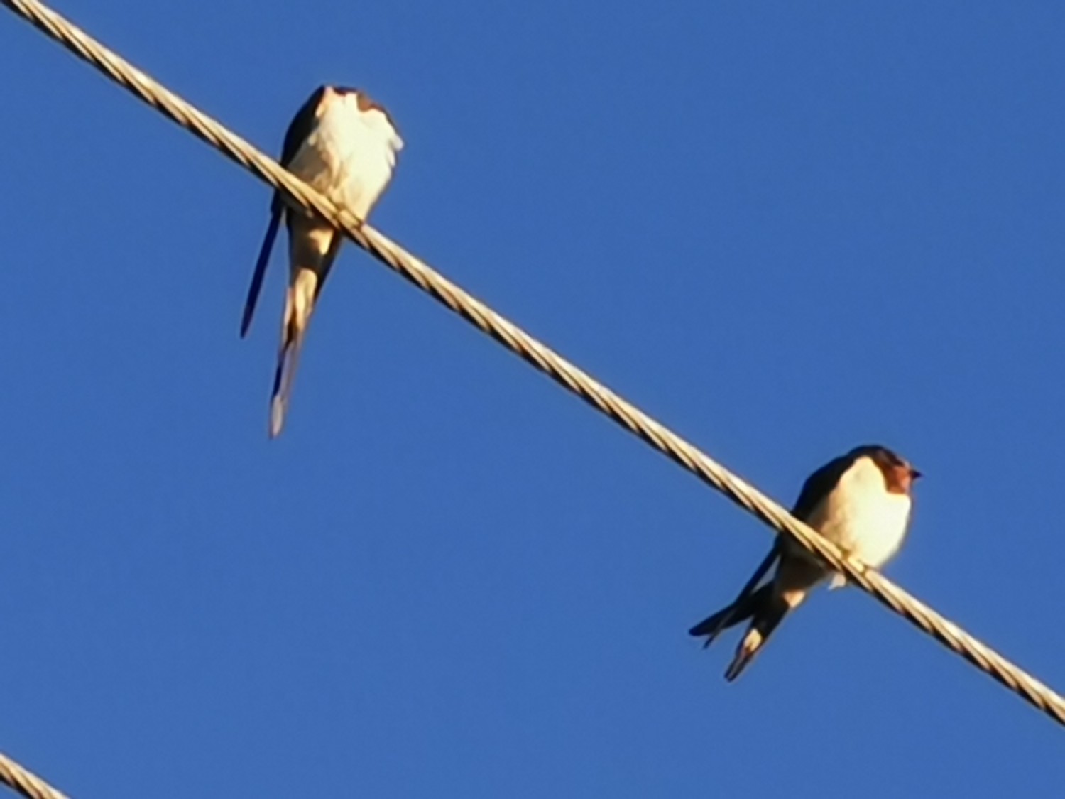 livebirdspoland_24eaf716ea74ee76bd73e3337cc56ca0.jpg