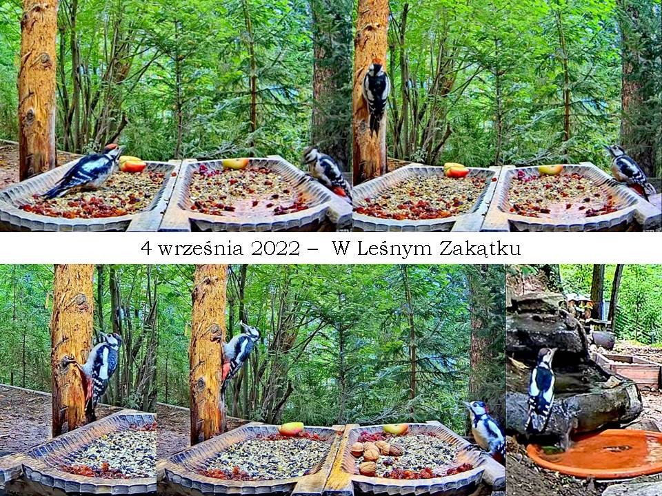 livebirdspoland_d9d02c928dcc536a3083b32fe9049a5a.jpg