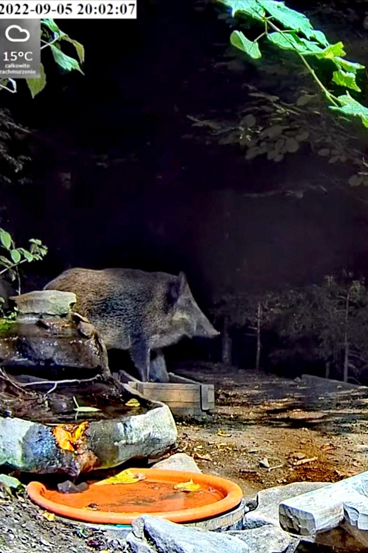 livebirdspoland_08b38d4d68c15bbb0d9888ed2b6e671c.jpg
