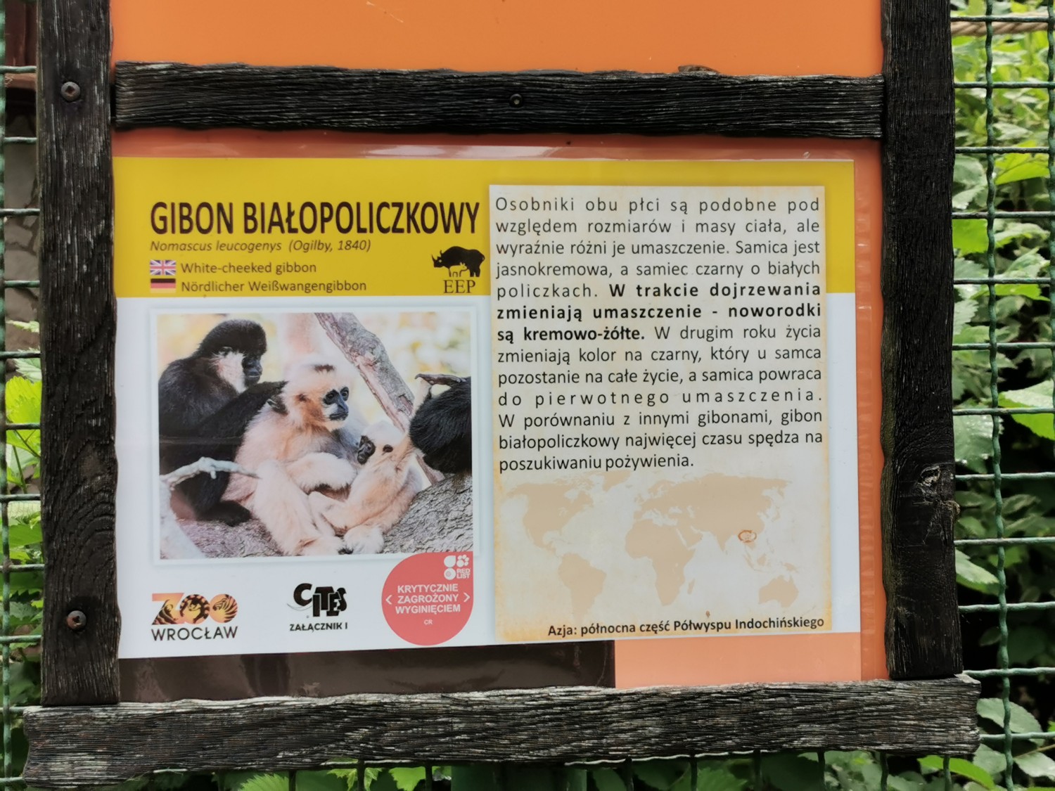 livebirdspoland_cea175e4b21705f97bc0dd2f31159522.jpg