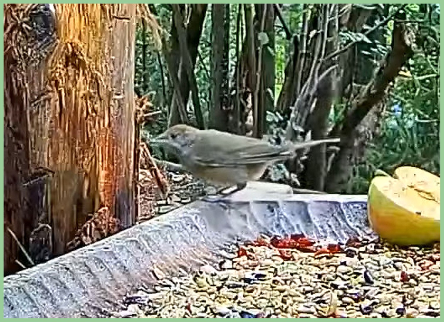 livebirdspoland_fdbc2f6c98a78d2dfa9adbbf6195885d.jpg