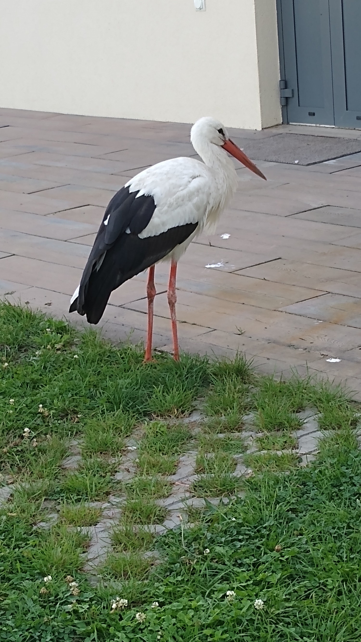 livebirdspoland_9d5829418e9710ae26adc70a84028bcf.jpg