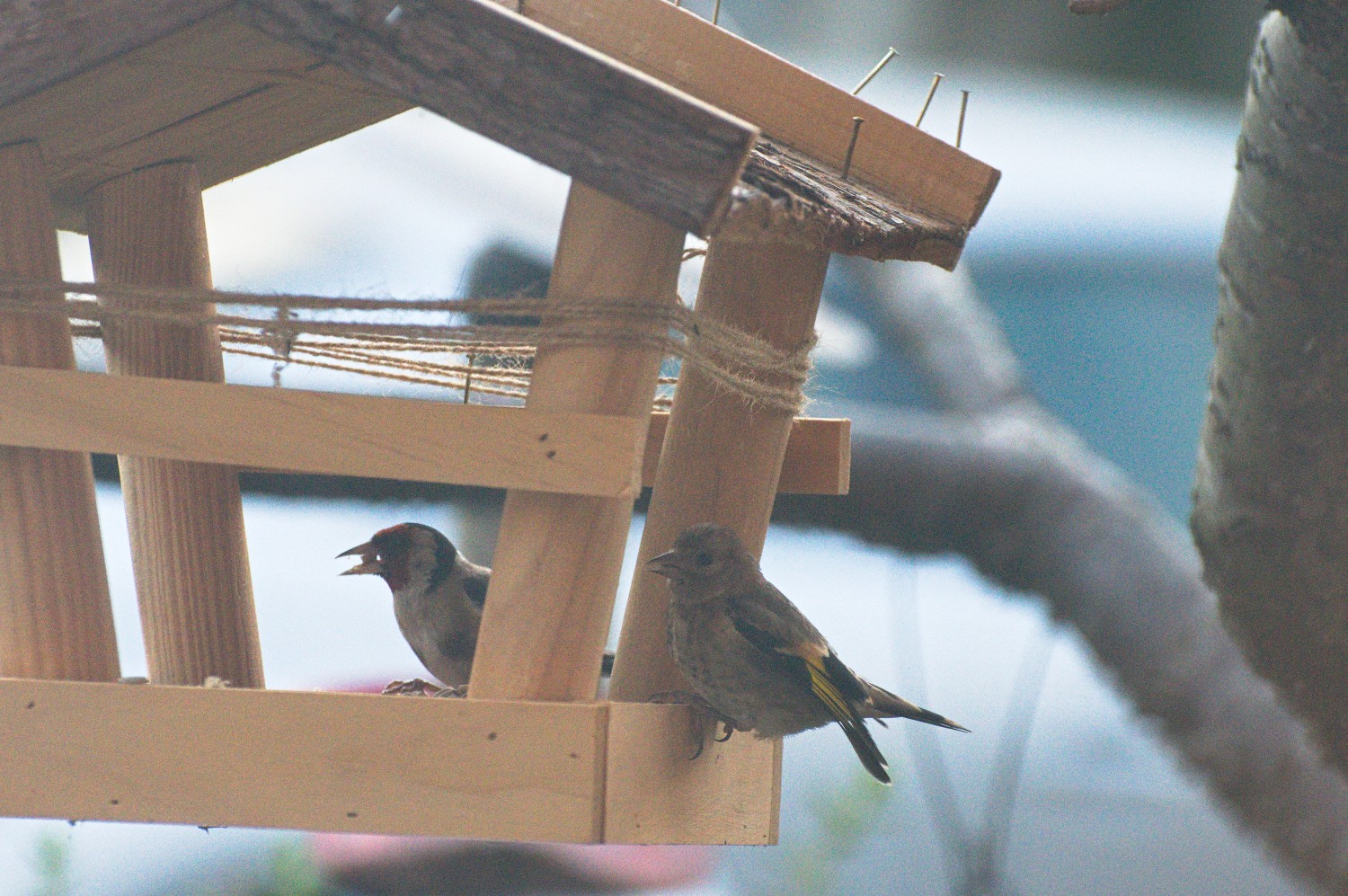 livebirdspoland_78e580b0b90e662341ef197a30e67472.jpg
