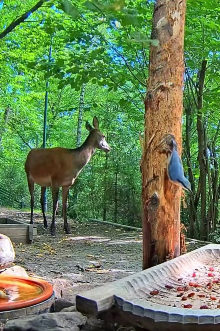 livebirdspoland_6ff313e2187fa8077279666e2a39a411.jpg