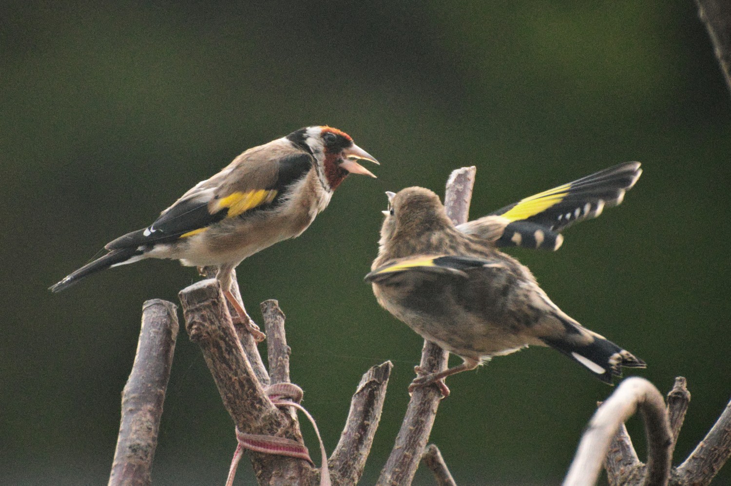 livebirdspoland_eddf2d4c464a4d3d04060186145ede9e.jpg