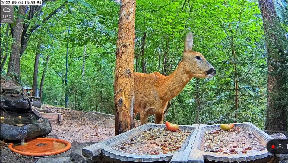 livebirdspoland_8f0bc32721f2eaff5f632053fdb494e9.jpg