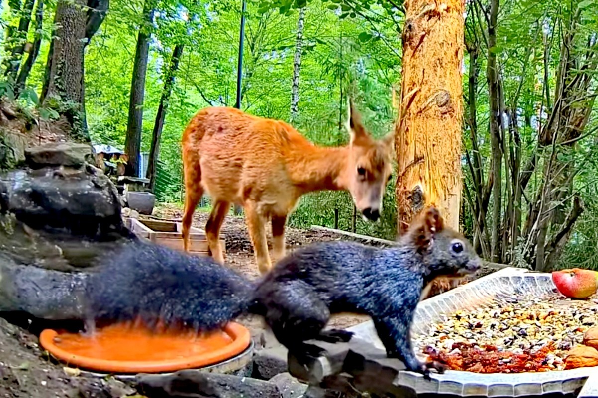 livebirdspoland_06059df7bf4e1fbcbd988d10b6632bad.jpg