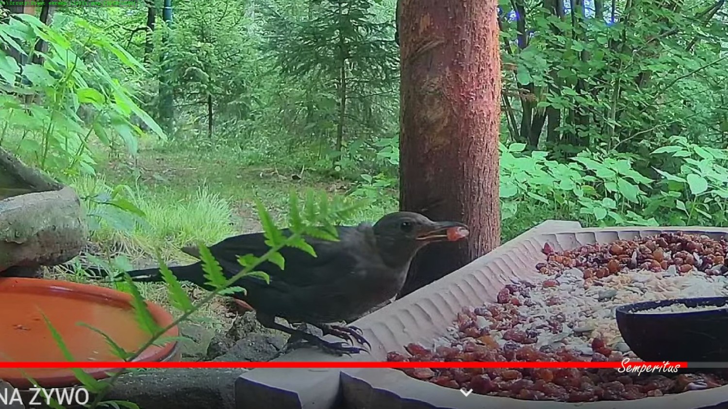 livebirdspoland_9e8f45f8269db09a65bd1348546ccfdd.jpg