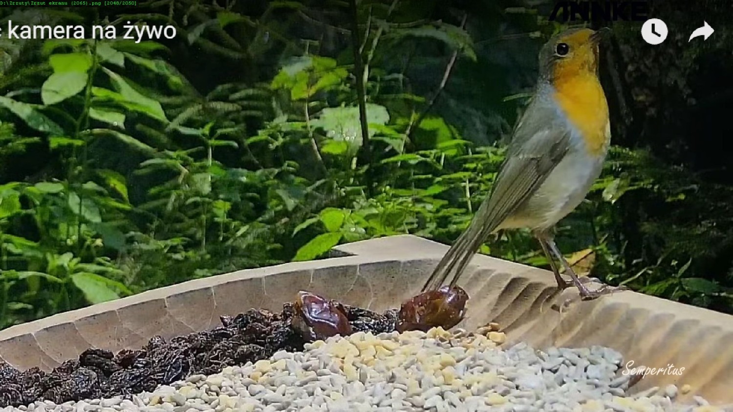 livebirdspoland_5d994a2248d97f6b03bc39367b6a0c27.jpg