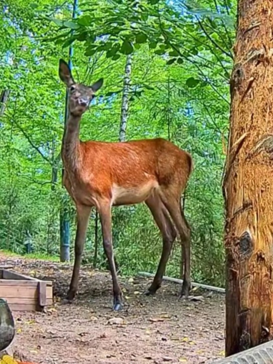 livebirdspoland_12ffe050ca01e7150a3b17c39846d9b3.jpg