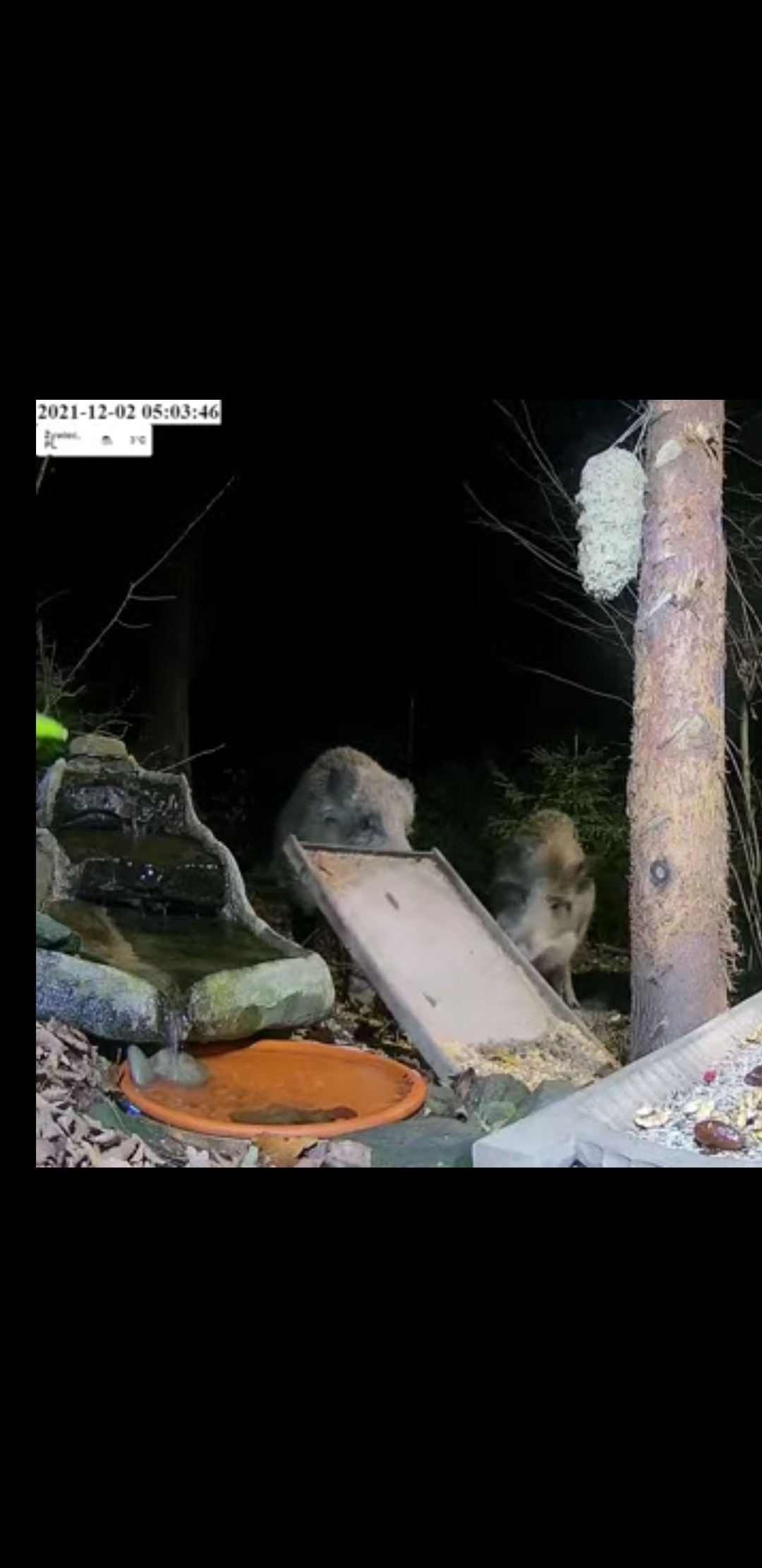 livebirdspoland_2fa184d36c3b373298f3a2e6b882b0a0.jpg