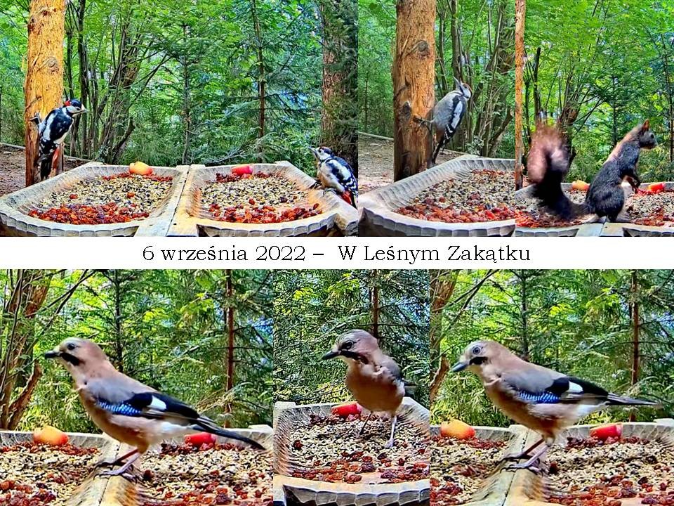 livebirdspoland_6e85f5e3b6513cb2ca6b713a851d0da4.jpg