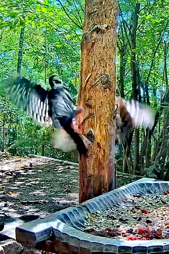 livebirdspoland_e330e64a72a661a42a8dd95633d4629a.jpg