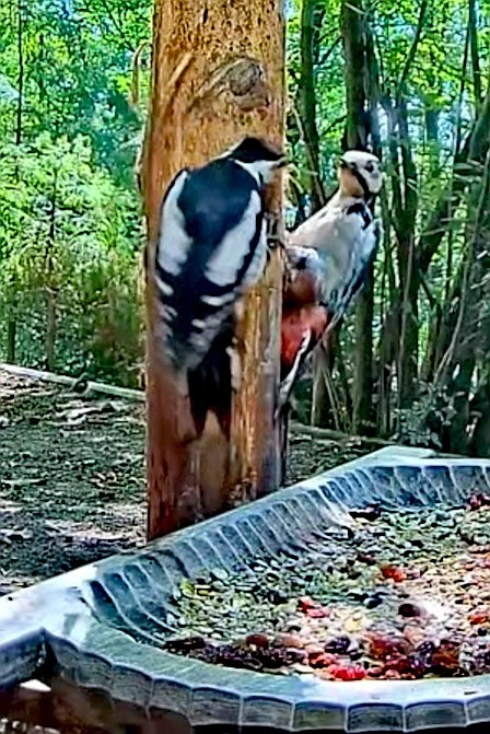 livebirdspoland_3a4fc082dea6c988ffae6ea5942776fd.jpg