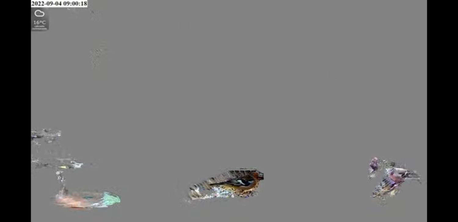 livebirdspoland_0b27e9a43f37fd46bede0729a2f07221.jpg