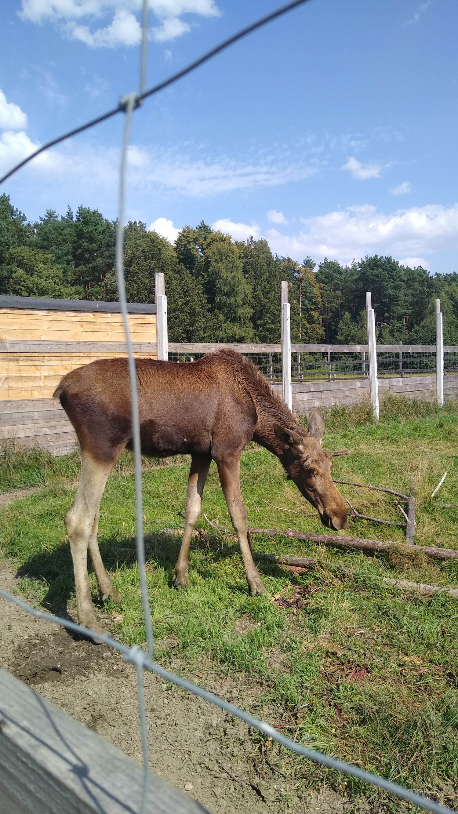 livebirdspoland_5d4350b153d33aeadc84c21623ee548b.jpg