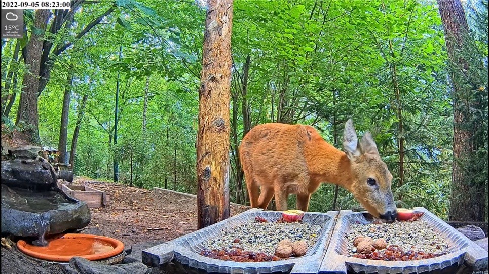 livebirdspoland_e95123225ac8f7164a4faa8087d036f3.jpg