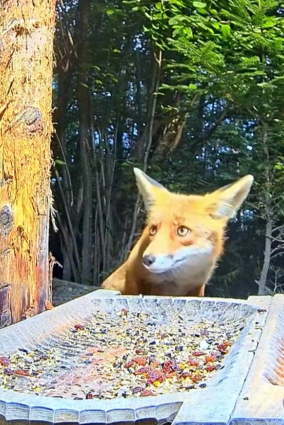 livebirdspoland_e62f2120499c1f9a7123988b9476e88b.jpg