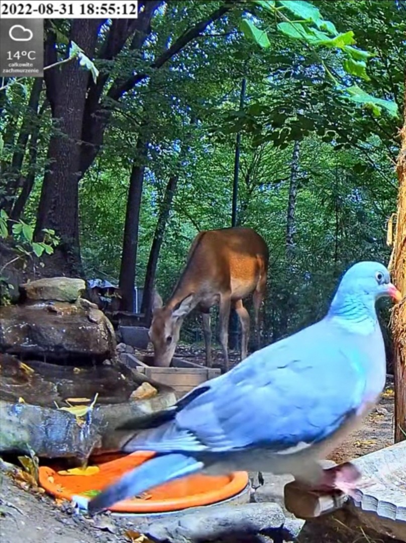 livebirdspoland_54e3ab4bd5b5231d5ba640df7e6484ba.jpg